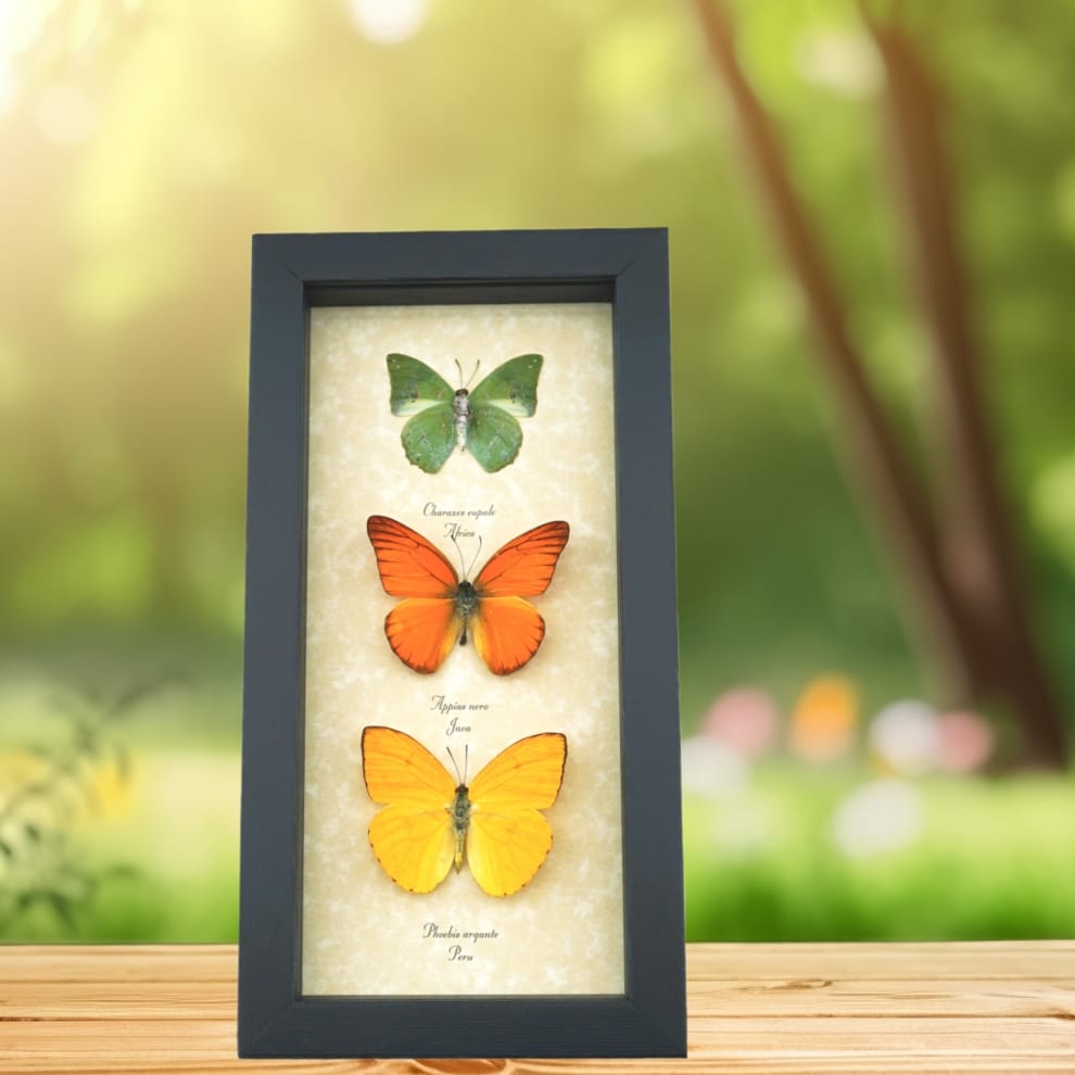 Citrus Collection Lemon Lime Orange Butterflies Framed Butterfly Taxidermy Display Citrus Collection Lemon Lime Orange Butterflies Framed Butterfly Taxidermy Display
