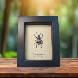 Weevils and Snout Beetles