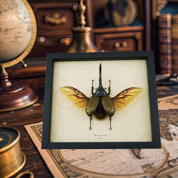 Old World Parchment Displays Beetles Dynastes hercules desk globe map