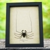Real Framed Cave Spider Acanthophrynus coronatus Taxidermy Display