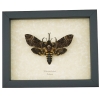 Death Head Moth Forked Tongue Framed Taxidermy Display Acherontia lachesis female