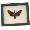 Death Head Moth Forked Tongue Framed Taxidermy Display Acherontia lachesis female