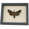 Death Head Moth Forked Tongue Framed Taxidermy Display Acherontia lachesis female
