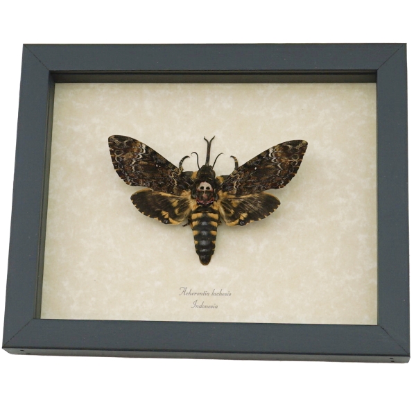 Death Head Moth Forked Tongue Framed Taxidermy Display Acherontia lachesis female