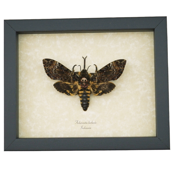 Death Head Moth Forked Tongue Framed Taxidermy Display Acherontia lachesis female