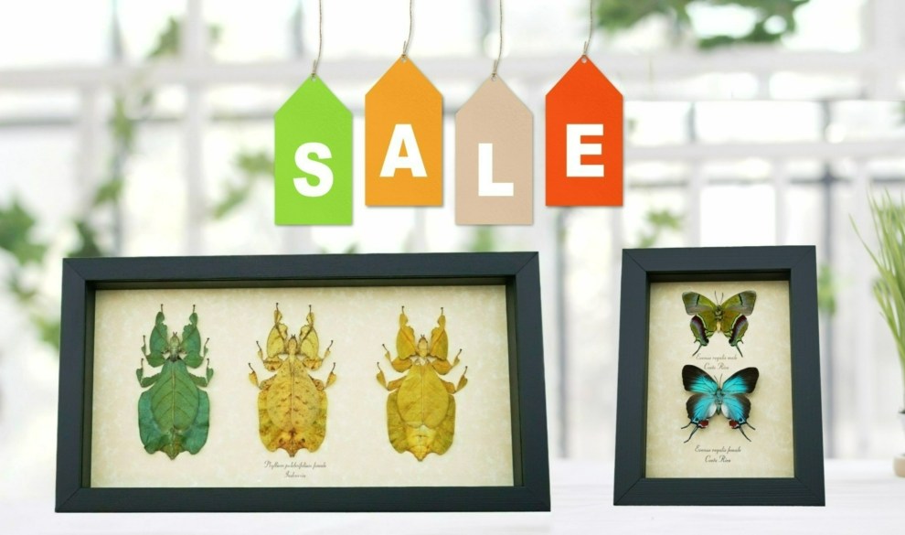butterfly Designs USA Sale Items For Sale