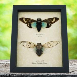 Best Sellers Insects