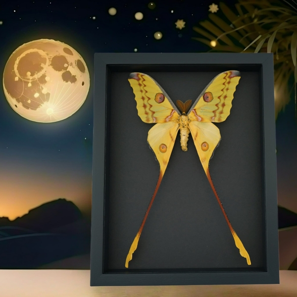 Argema mittrei male Giant Comet Moon Moth Framed Taxidermy Moonlight Display