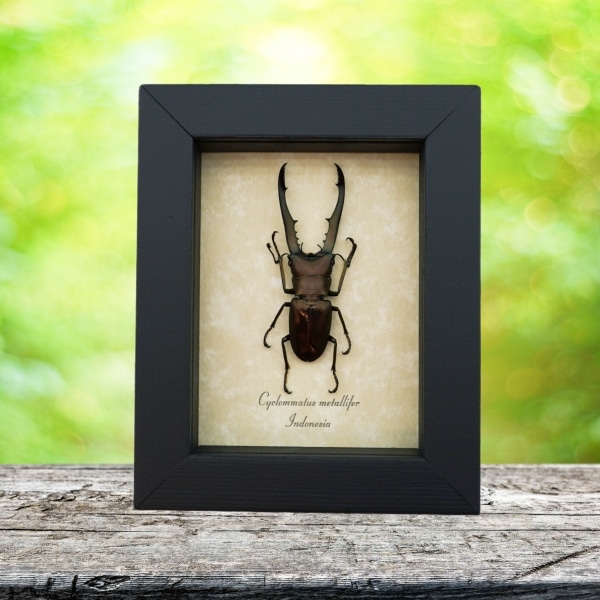 Cyclommatus metallifer 52mm Framed Bronze Stag Beetle Taxidermy Display
