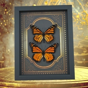 Real Monarch Butterfly Gothic Moon Phases Danaus plexippus Female Framed Taxidermy Display