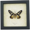Dysphania numana Framed False Tiger Moth Rare Insect Taxidermy Display