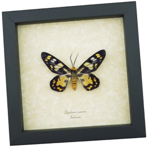 Dysphania numana Framed False Tiger Moth Rare Insect Taxidermy Display