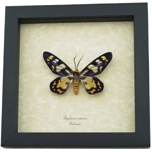 Dysphania numana Framed False Tiger Moth Rare Insect Taxidermy Display