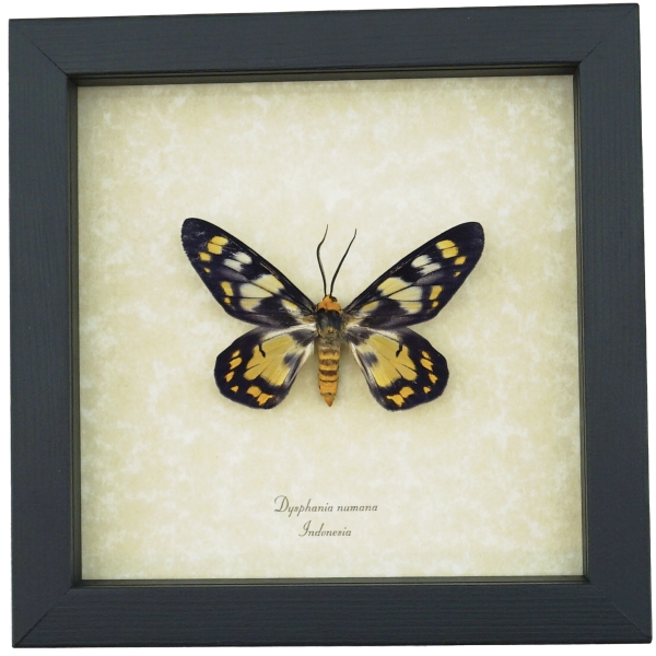Dysphania numana Framed False Tiger Moth Rare Insect Taxidermy Display