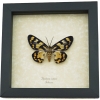 Dysphania numana Female Framed False Tiger Moth Rare Insect Taxidermy Display