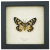 Dysphania numana Female Framed False Tiger Moth Rare Insect Taxidermy Display