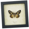 Dysphania numana Female Framed False Tiger Moth Rare Insect Taxidermy Display