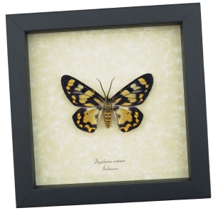 Dysphania numana Female Framed False Tiger Moth Rare Insect Taxidermy Display