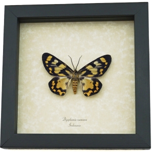 Dysphania numana Female Framed False Tiger Moth Rare Insect Taxidermy Display