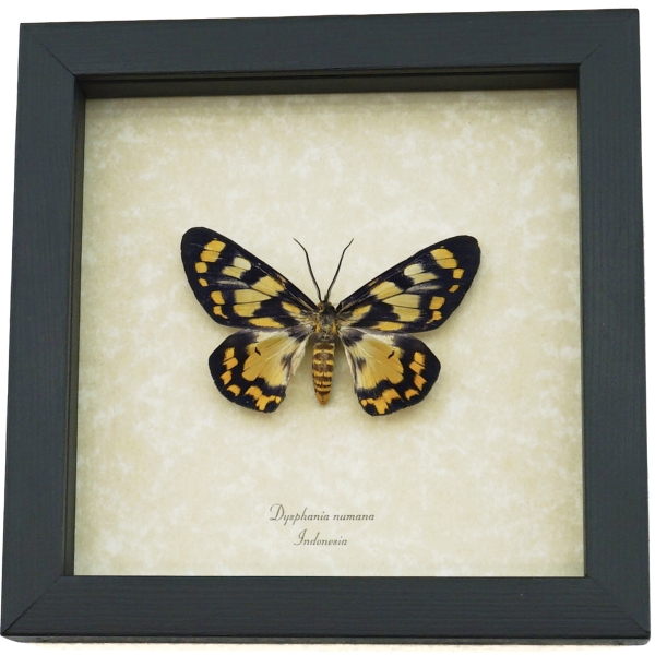 Dysphania numana Female Framed False Tiger Moth Rare Insect Taxidermy Display