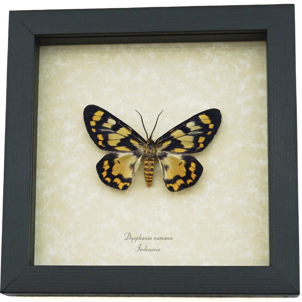 Dysphania numana Female Framed False Tiger Moth Rare Insect Taxidermy Display Dysphania numana Female Framed False Tiger Moth Rare Insect Taxidermy Display