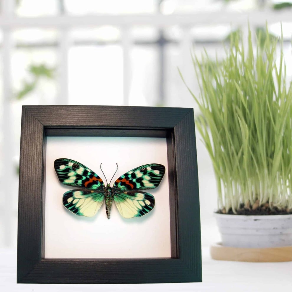 Erasmia pulchera Framed Day Flying Moth Classic Black Display