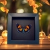 Milionia celebensis Day Flying Moth Framed Orange Blue Moth Moonlight Display