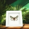 Moths Vibrant White Displays Framed butterfly and insect taxidermy displays with a classic vibrant white backing and a white framed displays