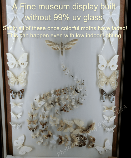 museum display built without 99%uv glass butterfly designs usa