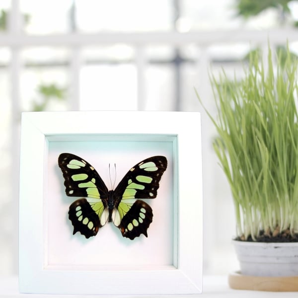 Malachite Butterfly Framed Taxidermy Victorina stelenes Vibrant White Display