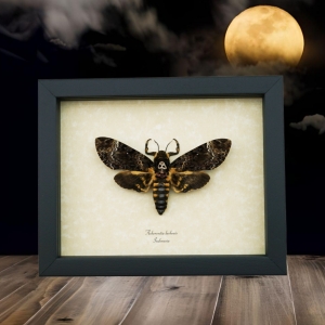 Death Head Moth Framed Taxidermy Display Acherontia lachesis female