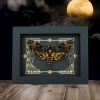 Real Death Head Moth Gothic Scroll Acherontia lachesis female Framed Taxidermy