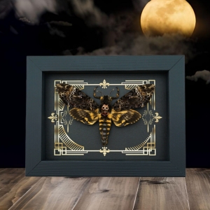 Real Death Head Moth Gothic Scroll Acherontia lachesis female Framed Taxidermy