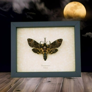 Death Head Moth Forked Tongue Framed Taxidermy Display Acherontia lachesis female