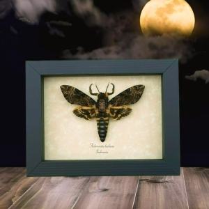 Deaths Head Moth Acherontia lachesis Male Framed Taxidermy Display