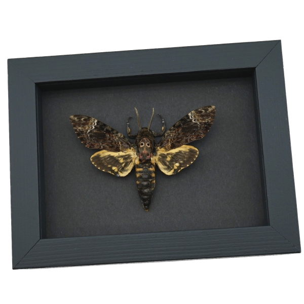 Death's Head Moth Acherontia lachesis male Moonlight Display Framed Taxidermy