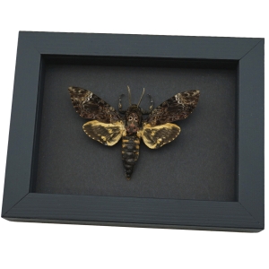 Death's Head Moth Acherontia lachesis male Moonlight Display Framed Taxidermy