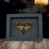 Death's Head Moth Acherontia lachesis male Moonlight Display Framed Taxidermy