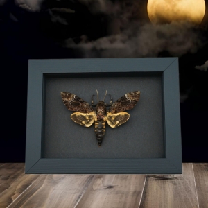 Death's Head Moth Acherontia lachesis male Moonlight Display Framed Taxidermy