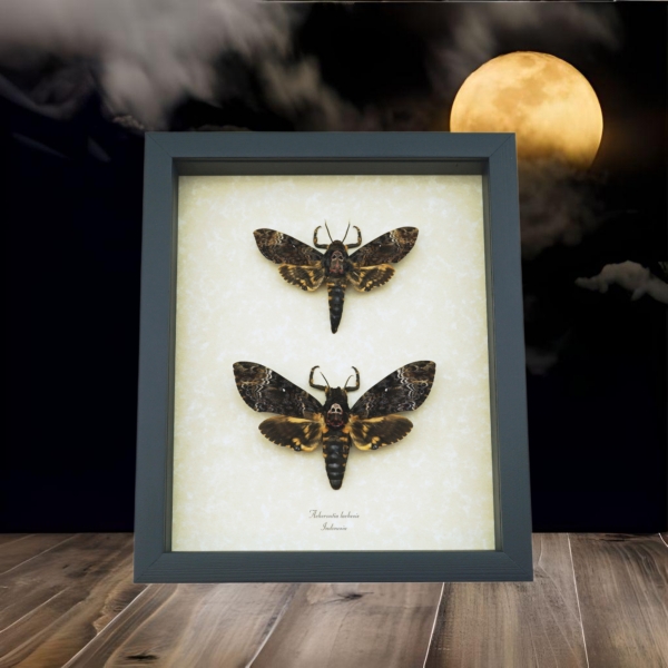 Framed Death Head Moth Pair Acherontia lachesis Taxidermy Display