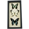 African Swallowtail Butterfly Collection Framed Butterflies Taxidermy Display