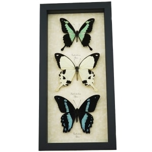 African Swallowtail Butterfly Collection Framed Butterflies Taxidermy Display