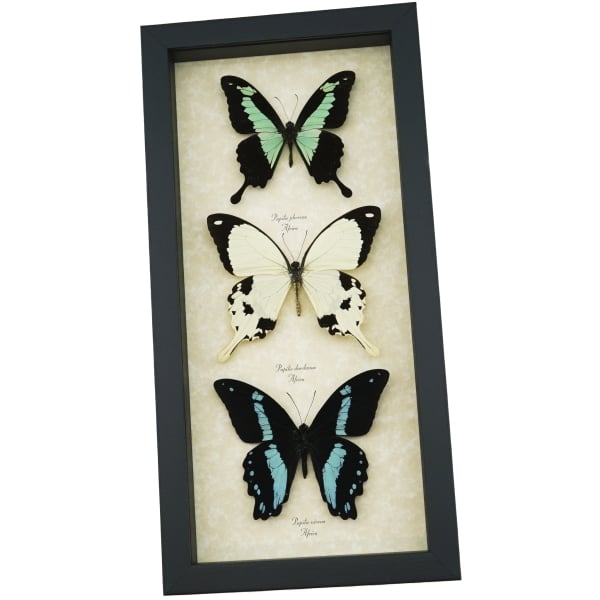 African Swallowtail Butterfly Collection Framed Butterflies Taxidermy Display