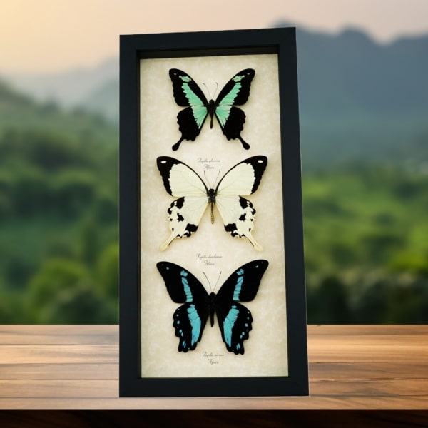 African Swallowtail Butterfly Collection Framed Butterflies Taxidermy Display