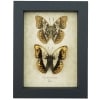 Real Framed African Butterflies Set Cymothoe Herminia Taxidermy Display