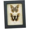 Real Framed African Butterflies Set Cymothoe Herminia Taxidermy Display