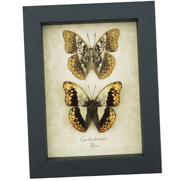 Real Framed African Butterflies Set Cymothoe Herminia Taxidermy Display