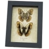 Real Framed African Butterflies Set Cymothoe Herminia Taxidermy Display