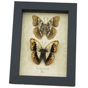 Real Framed African Butterflies Set Cymothoe Herminia Taxidermy Display