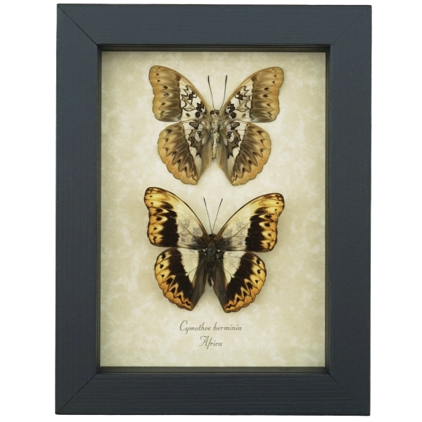Real Framed African Butterflies Set Cymothoe Herminia Taxidermy Display